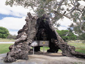 The Herbig Family Tree - Accommodation Noosa 0