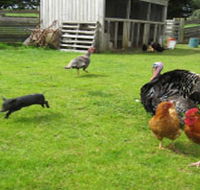 Echo Farm - Accommodation Noosa
