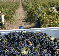 Rolf Binder Wines
