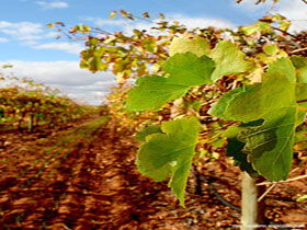 Mirabella Vineyards - Accommodation Noosa 0