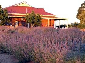 Bella Lavender Estate - Accommodation Noosa 0