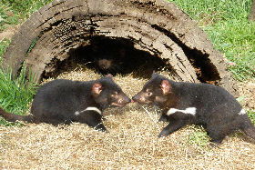 Wing's Wildlife Park - Accommodation Noosa 0