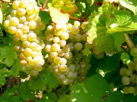 Winstead Vineyard - Accommodation Noosa 0