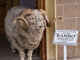 Tasmanian Wool Centre - Accommodation Noosa 0