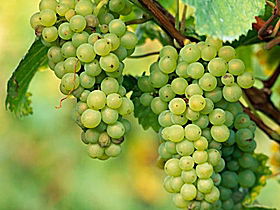 TP Vineyards - Accommodation Noosa 0