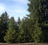 Pialligo Redwood Forest - Accommodation Noosa