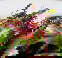 Courgette - Accommodation Noosa