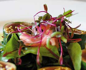 Courgette - Accommodation Noosa 0