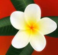 Well Retreat - Day Spa and Teahouse - Accommodation Noosa