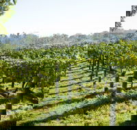 Surveyor's Hill Vineyards - Accommodation Noosa