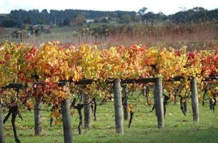 Apsley Gorge Vineyard - Accommodation Noosa 0
