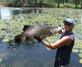 Barra Feeding - Accommodation Noosa 0