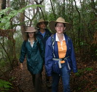 Mount Cougal Springbrook National Park - Accommodation Noosa