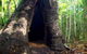 Tewantin National Park - thumb 0