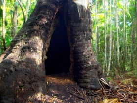 Tewantin National Park - Accommodation Noosa 0