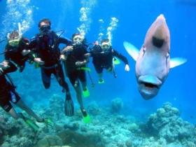 Jew Shoal Dive Site - Accommodation Noosa 0