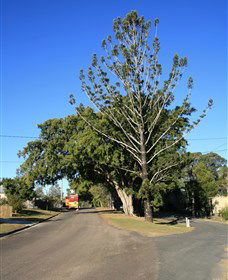 Anzac Avenue Memorial Trees, Beerburrum - Accommodation Noosa 0