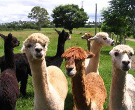 Banyandah Alpacas - Accommodation Noosa 0