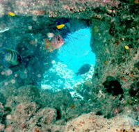 Michaelmas Cay Dive Site - Accommodation Noosa