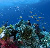 Southern Small Detached Reef Dive Site - Accommodation Noosa