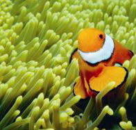 Thetford Reef Dive Site - Accommodation Noosa