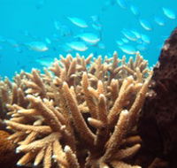 Normanby Reef - Accommodation Noosa