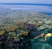 Split Bommie Dive Site - Accommodation Noosa