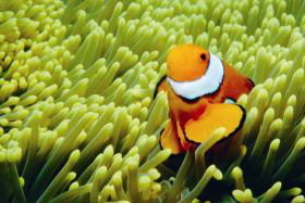 Cobia Hole Dive Site - Accommodation Noosa 0