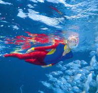 Pixie Pinnacle Dive Site - Accommodation Noosa