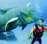 Cod Hole Dive Site - Accommodation Noosa