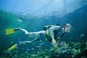 Tijou Reef - Accommodation Noosa 0