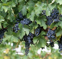 South Burnett Wine Trail - Accommodation Noosa