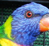 Fraser Coast Wildlife Sanctuary - Accommodation Noosa