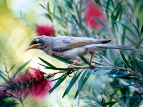 Windorah Nature Drive - Accommodation Noosa 0