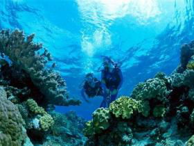 Coral Gardens Dive Site - Accommodation Noosa 0