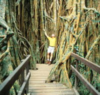 Curtain Fig Tree
