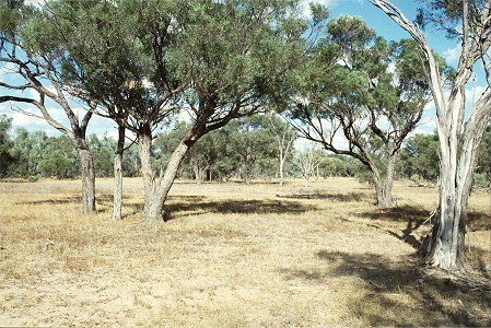 Forest Den National Park - Accommodation Noosa 0