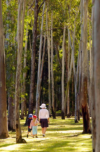 Tondoon Botanic Gardens - Accommodation Noosa 3