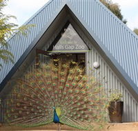 Halls Gap Zoo - Accommodation Noosa