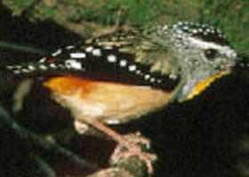 Benalla VIC Accommodation Noosa