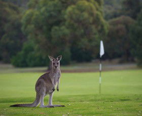 Anglesea Golf Club - Accommodation Noosa 0