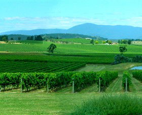 Acacia Ridge Vineyard - Accommodation Noosa 0