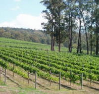 Piedmont Vineyard - Accommodation Noosa