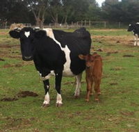 Animal Land Children's Farm - Accommodation Noosa