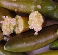 Sandy Creek Olives and Finger Limes - Accommodation Noosa