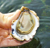 The Oyster Pot - Accommodation Noosa