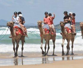 Camel Rides With Coffs Coast Camels - Accommodation Noosa 0