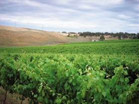 Uleybury Wines - Accommodation Noosa 2