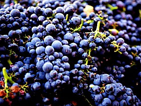 Nandroya Vineyard - Accommodation Noosa 0