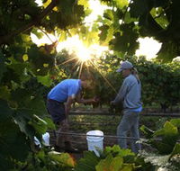 Oakdene Vineyards Restaurant and Cellar Door - Accommodation Noosa
